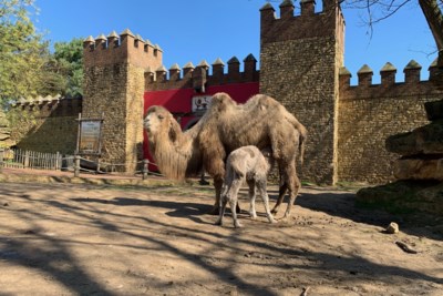 Baby Van Veertig Kilo In Mondo Verde Landgraaf Maakt Het Goe De Limburger Mobile