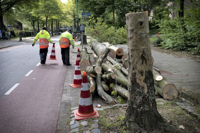 Bomenkap maakt Groene Wijk in Heerlen een stukje minder groen