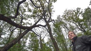 Zorgen Limburgs Landschap om bomensterfte in bossen