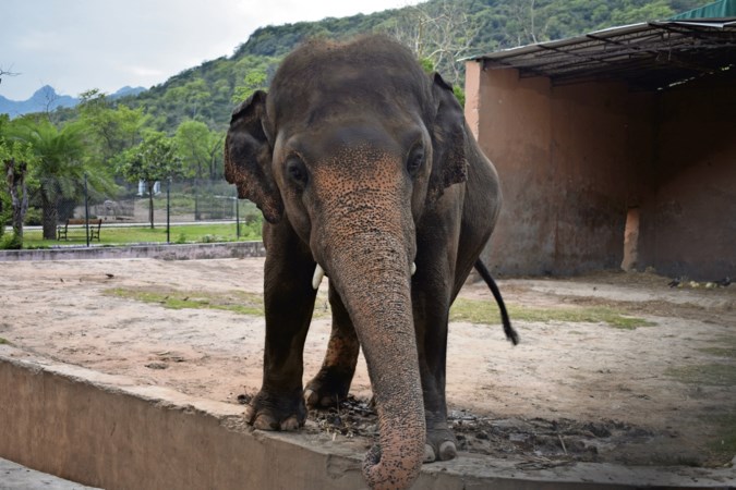 Wie redt Kaavan, de oude olifant?
