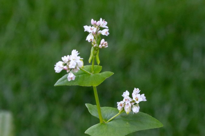 Plantaardige verstekeling in kilo’s vogelvoer