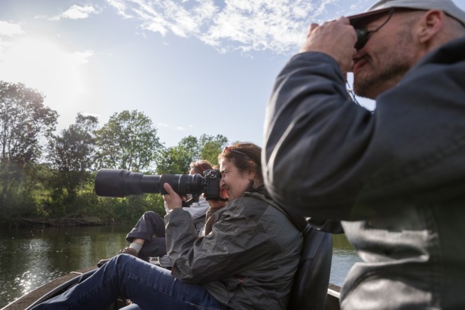 Op beversafari langs de oevers van de Maas