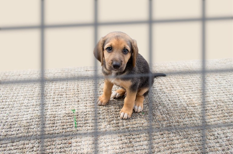Honden hebben unieke oogspier om zielig te kijken en contact te maken