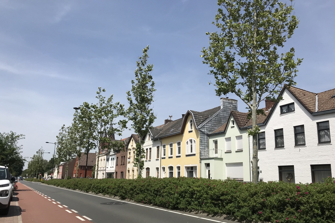 Wethouder: begroeiing middenberm Lemiers te gevaarlijk - De Limburger