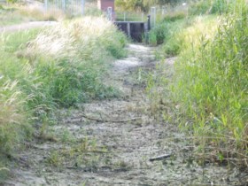 Droogte zorgt voor vissterfte in Middelsgraaf bij Echt
