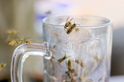 Na de mug, rups en mier dient de volgende zomerplaag zich aan