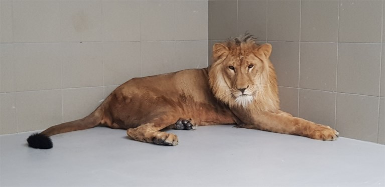 Video: Simba de Leeuw uit Bagdad op vliegveld Beek geland