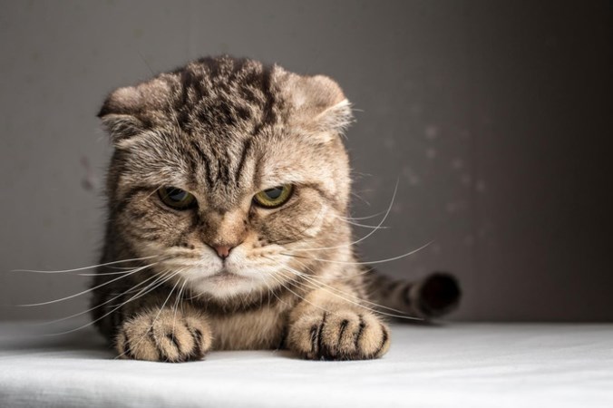 Het is Internationale Kattendag: tien grappige feiten over onze favoriete viervoeters