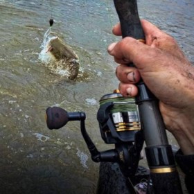 Record snel gebroken: ook in de Maas zwemmen nog veel grotere monstermeervallen