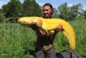 Record snel gebroken: ook in de Maas zwemmen nog veel grotere monstermeervallen