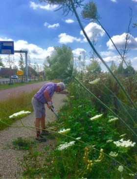 Bloemenberm in volle bloei weggemaaid in Amstenrade