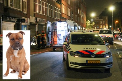 Ongeluk Ijsseldijk Diepenveen Weg Dood Bijen