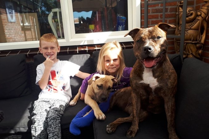 Nathalie (31) laat kinderen slapen met Staffords: ‘Iedereen loopt met een boog om ons heen’