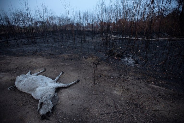 Vuurzee Zuid-Amerika raakt kwetsbare en zeldzame dieren hard
