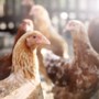 Woede en verbijstering bij boeren om plan halveren veestapel: ‘Laat D66 maar eens een week niet eten’