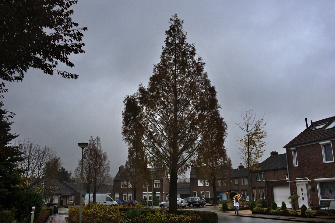 Bijzondere bomen in Vaals volgens wethouder 'niet in gevaar' - De Limburger