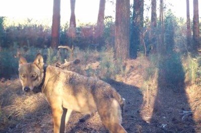Wolvenexperts: ‘Naya is doodgeschoten door jagers’
