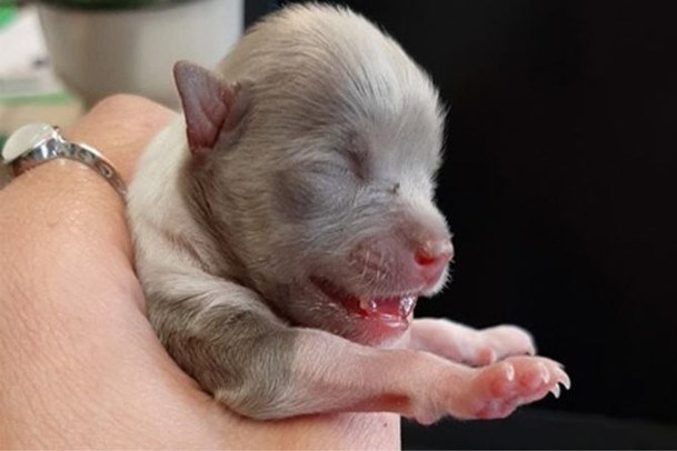Vier puppy’s levend begraven in bloembak in België