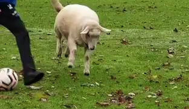 Video: Schaap vermaakt zich prima met potje voetbal