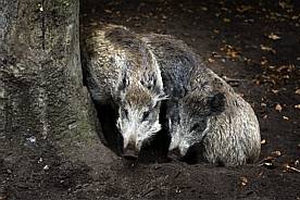 Scheur in wildezwijnenaanpak