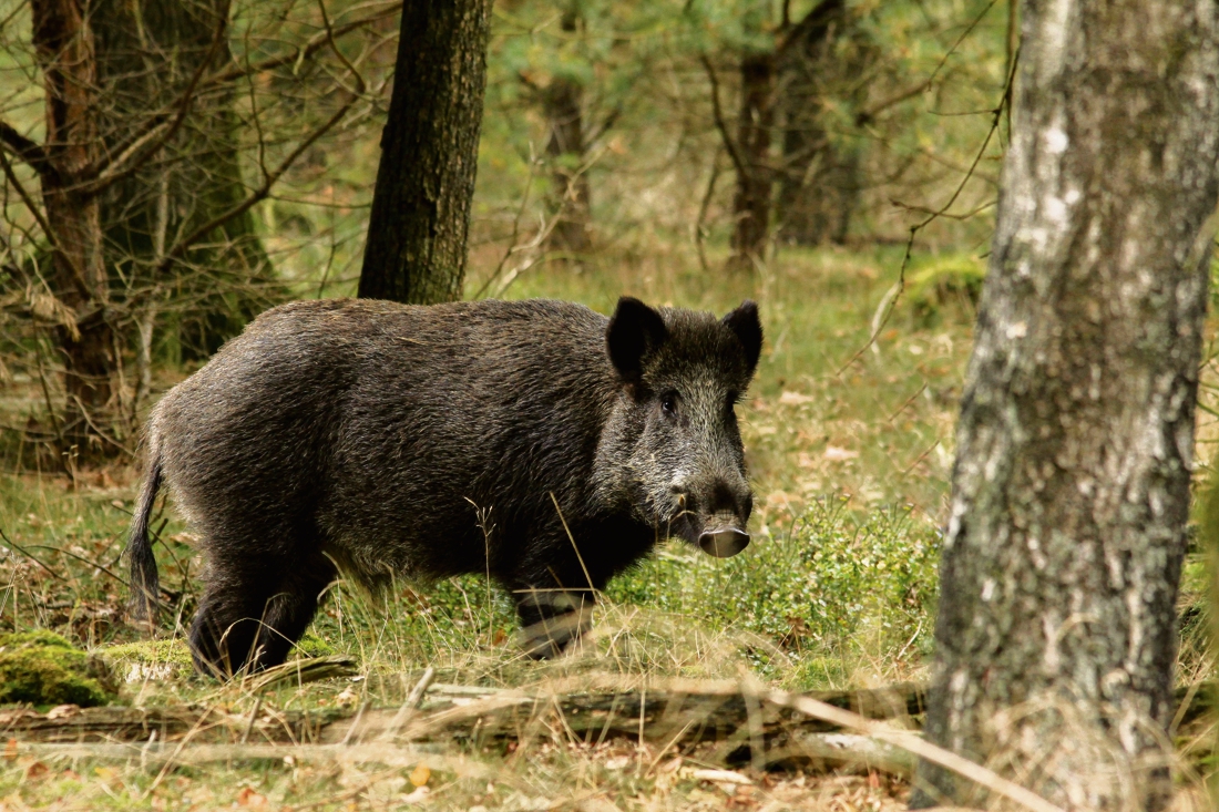Ruzie over zwijnenjacht in Nationaal Park De Meinweg