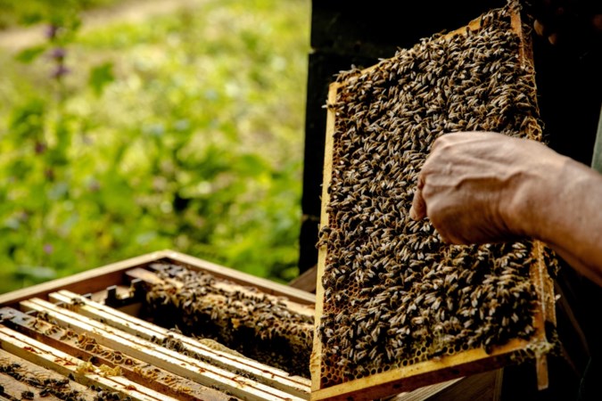 Bijenpoep zorgt voor overlast in Hoensbroek, gemeente gaat bemiddelen