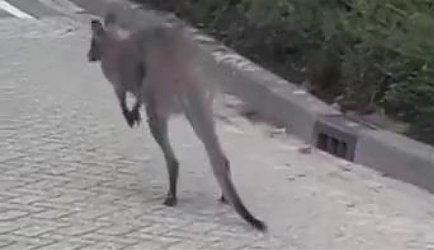 Video: Wallaby hopt door Brabantse woonwijk: ‘Niet iets wat we elke dag meemaken’