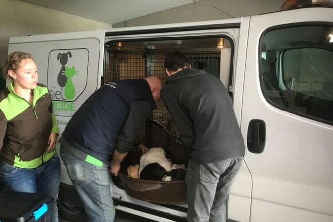 Hond met schotwonden gevonden bij Franse grens: ‘Vermoedelijk weggejaagd door jagers’