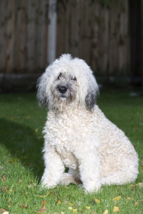 Kids het huis uit? Hond Broes vult het lege nest aan