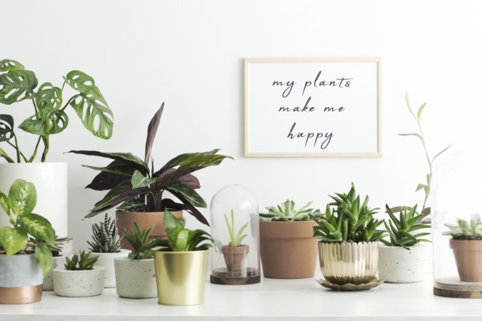 Help, red mijn plant! Met deze tips krijg ook jij groene vingers