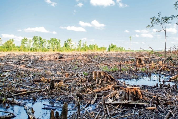 Amerikanen woest op Nederland: 'Stop met subsidie biomassa'