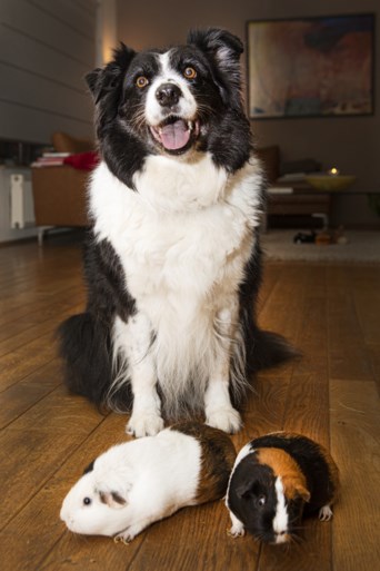 Voor bordercollie Lotje zijn de caviakeutels een delicatesse