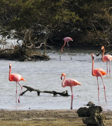 Heerlense Dave woont op Bonaire: ‘Hier leeft iedereen vreedzaam naast elkaar’