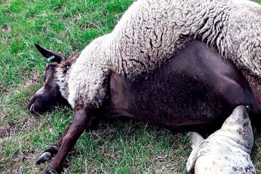 Verlaten zeehondje overleeft door te drinken bij dood schaap