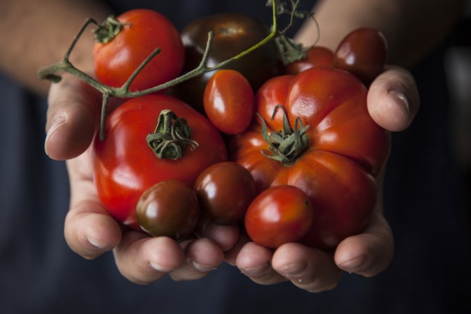 Destructieve tomatenziekte verspreidt zich over ons land