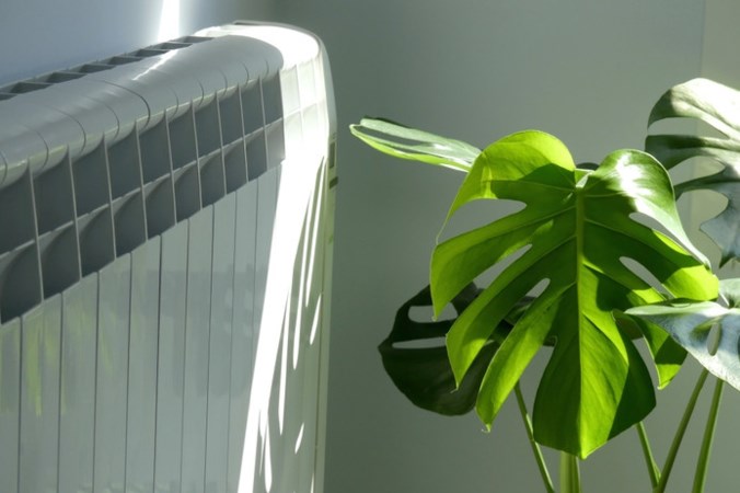 Verwarming aan? Neem de volgende maatregelen voor je kamerplanten