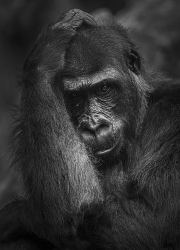 Kerkraadse fotografe Kim Paffen wint publieksprijs National Geographic