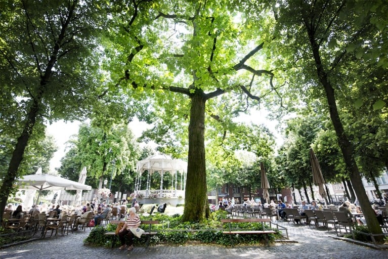 Mammoetboom op Munsterplein Roermond moet zijn naam nog eer aan gaan doen