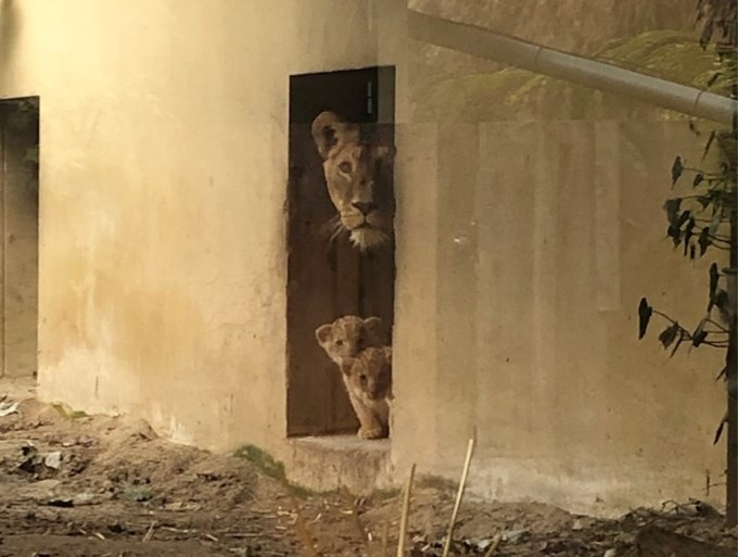 Schattige beelden: Afrikaanse leeuwenwelpen geboren in GaiaZOO