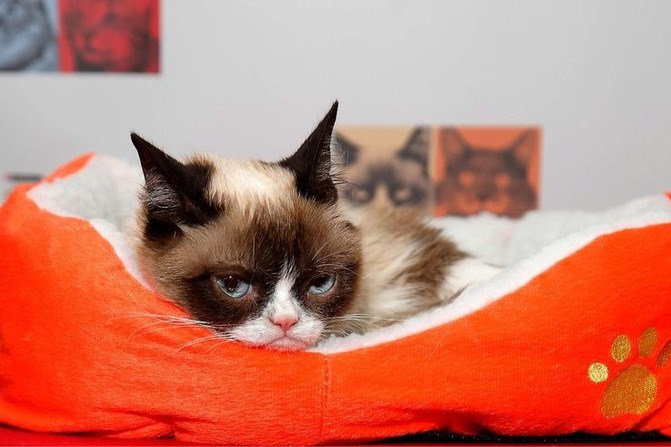 We dénken onze katten te kennen, maar dat valt vies tegen
