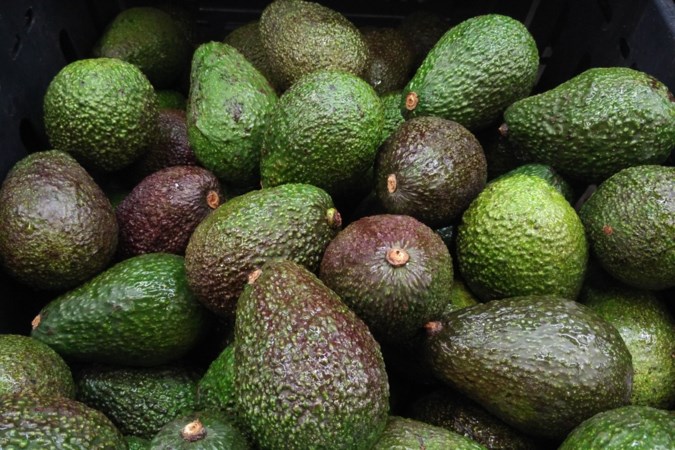 Waarom de ene avocado keihard is en de volgende bruine pulp