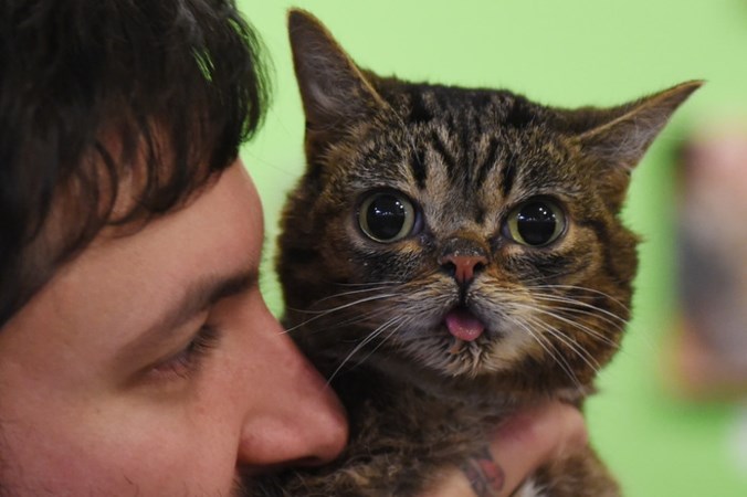 Wereldberoemde Instagrampoes Lil Bub (8) overleden, baasje ontroostbaar maar trots