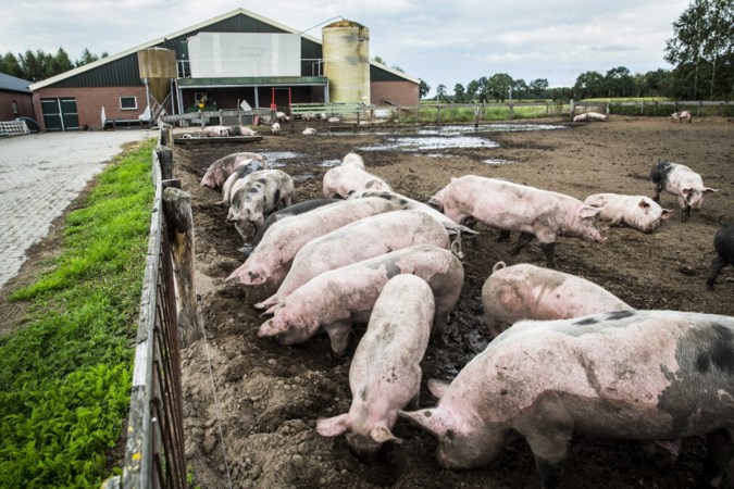 ‘Stoppen met varkensbedrijf gaat om veel meer dan het doorrekenen van cijfers met een accountant’