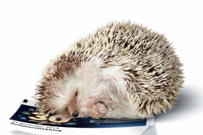 Echte egeltjes waren ‘te moe’ voor Staatsloterijreclame