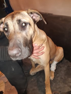 Vuurwerk door brievenbus van woning gegooid: man en hond raken gewond