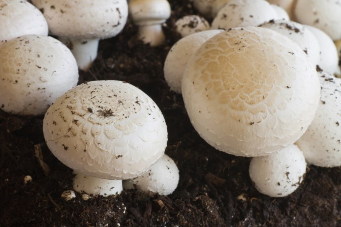 Nieuw paddenstoelencentrum Venlo richt zich op onderzoek, educatie en opleiding
