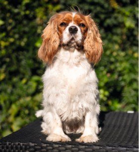 ‘Waar je ook loopt, Puppy loopt altijd met je mee’