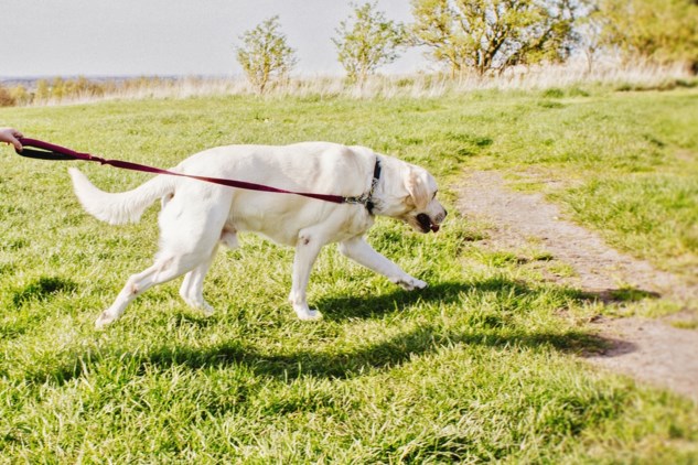 Agressieve Honden Vallen Labrador Aan Politie Zoekt Baasje De Limburger Mobile