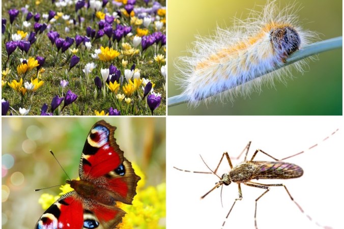 Waar blijft Koning Winter? Dit zijn de gevolgen voor de natuur