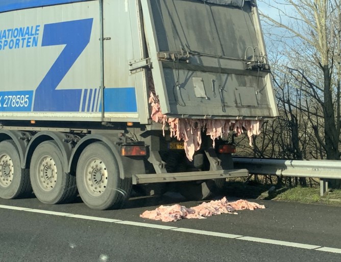 Varkenshuiden vallen uit truck op A67 bij Velden: weg weer vrij